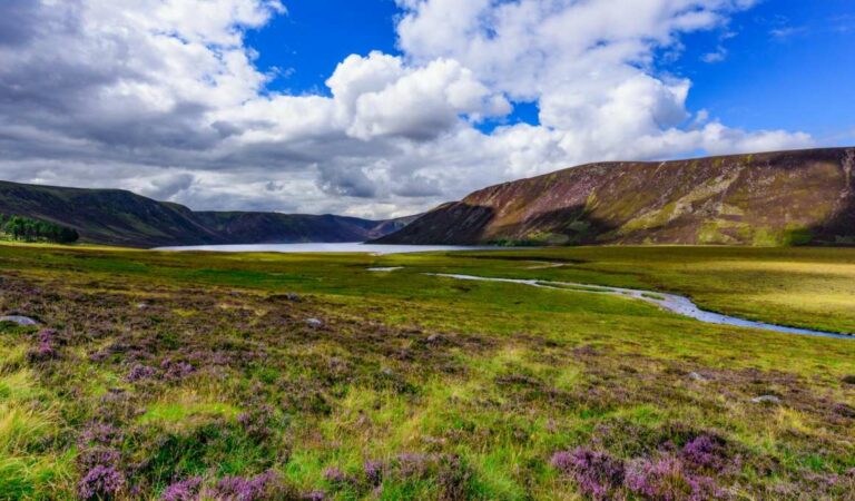 Schotse heide staat in bloei met uitzicht op een loch en de highlands