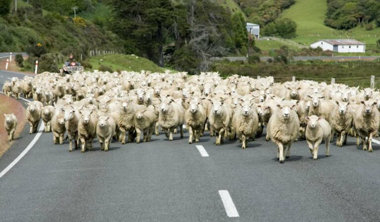 veel schapen op de weg die worden gehoed met een quad