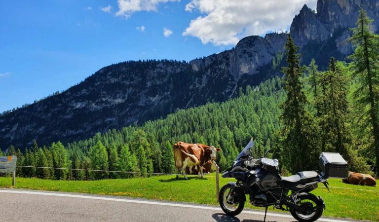 Motorfiets langs bergweide met koeien en naaldbos