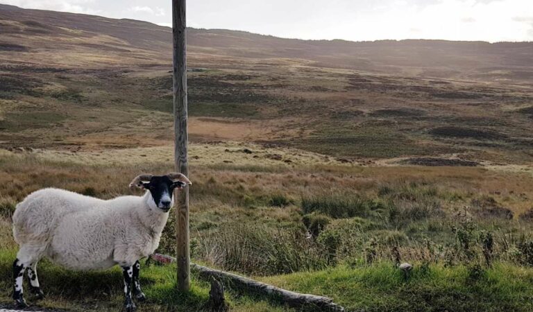 ram langs de weg in de highlands